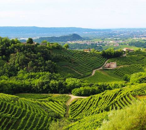 June Wellness Holidays